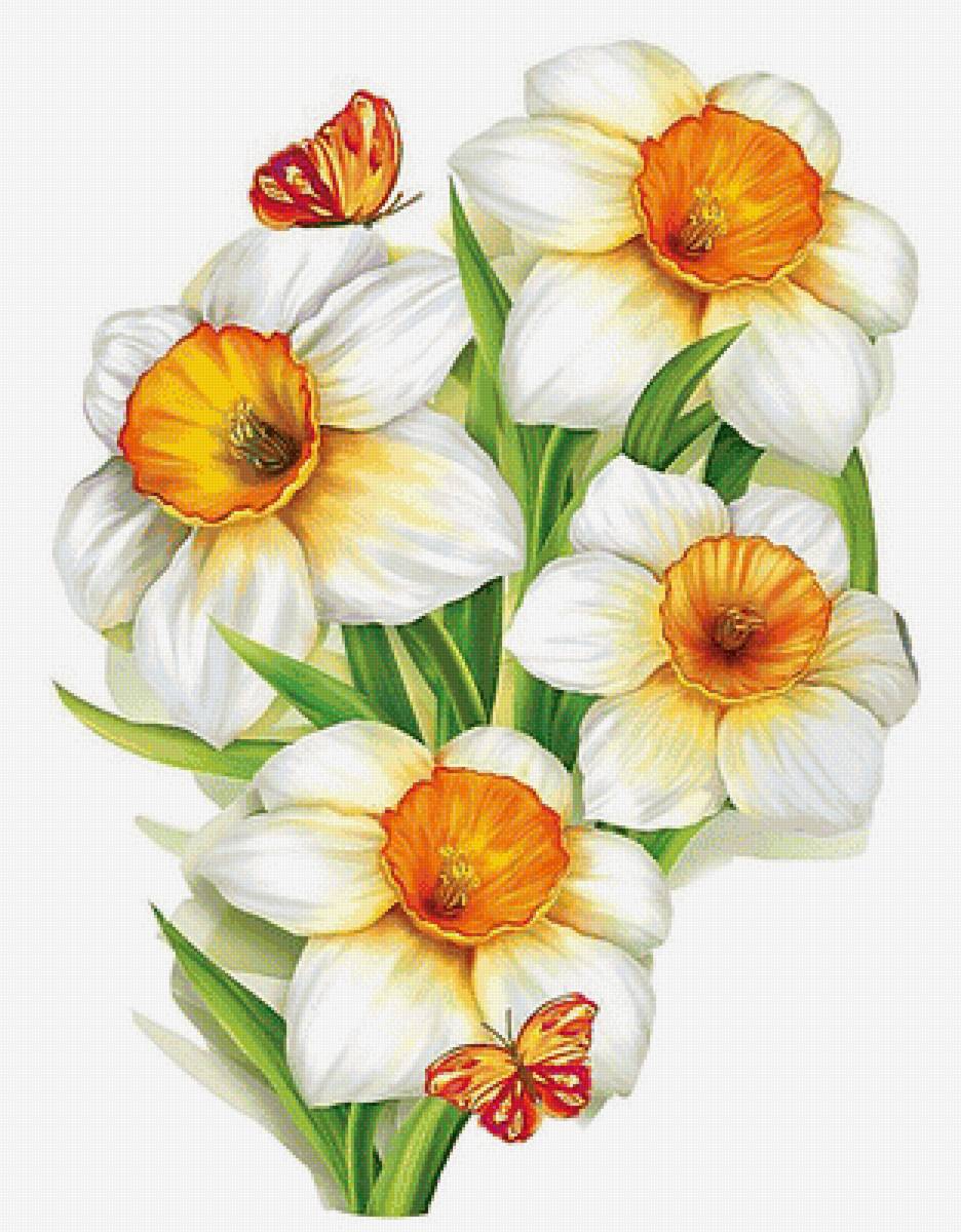 Нарциссы - цветы, бабочки, нарциссы - предпросмотр