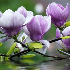 Схема вышивки «№1364030»