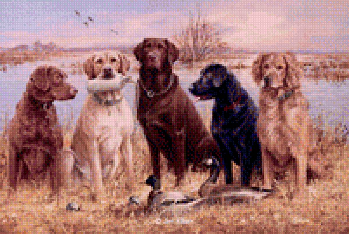 Собаки - предпросмотр