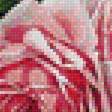 Предпросмотр схемы вышивки «розы» (№1364209)