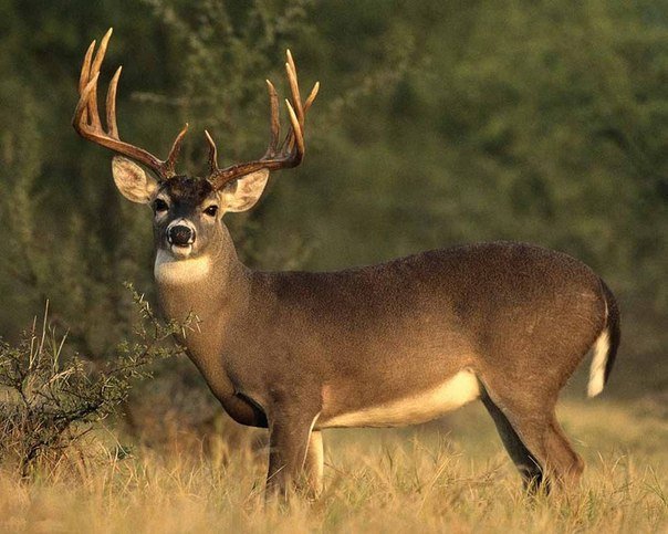 олень - оригинал