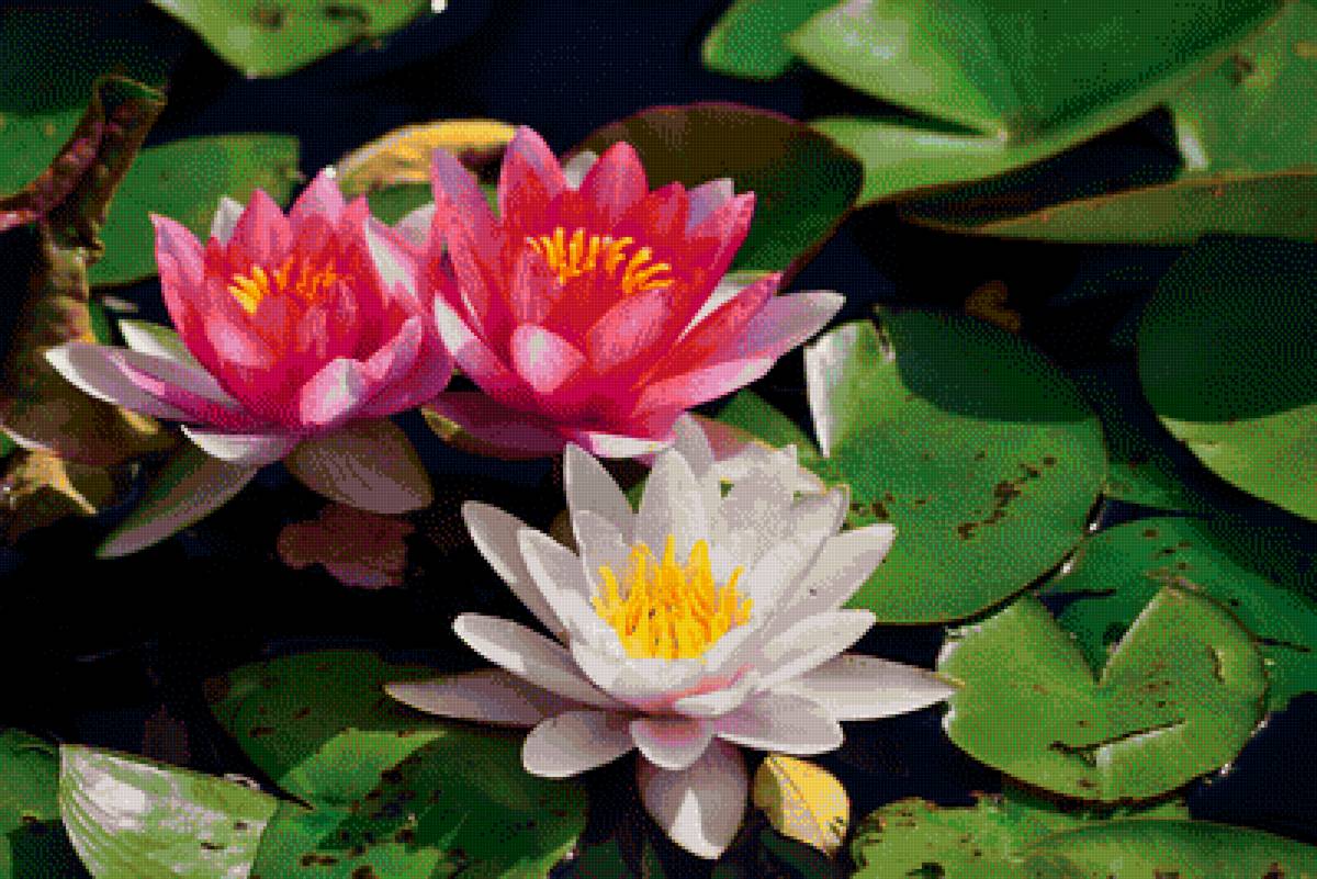 Водяные лилии - водяные лилии - предпросмотр