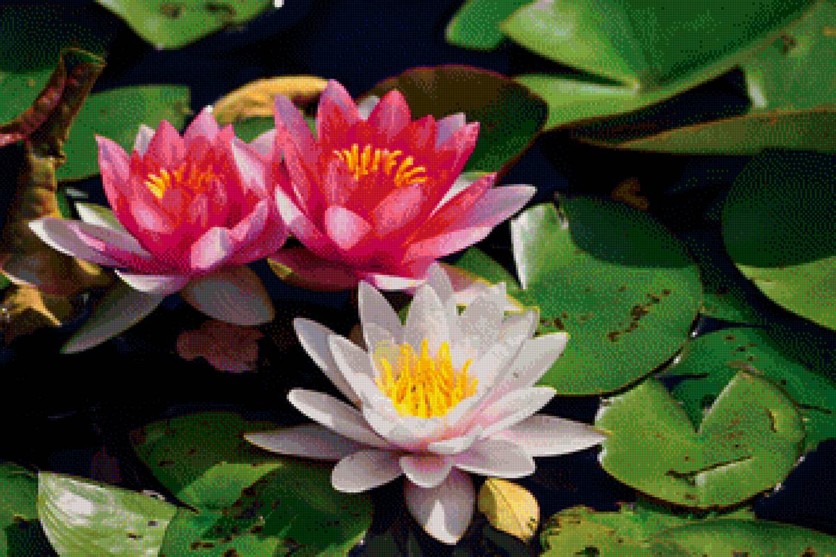 Водяные лилии - водяные лилии - предпросмотр