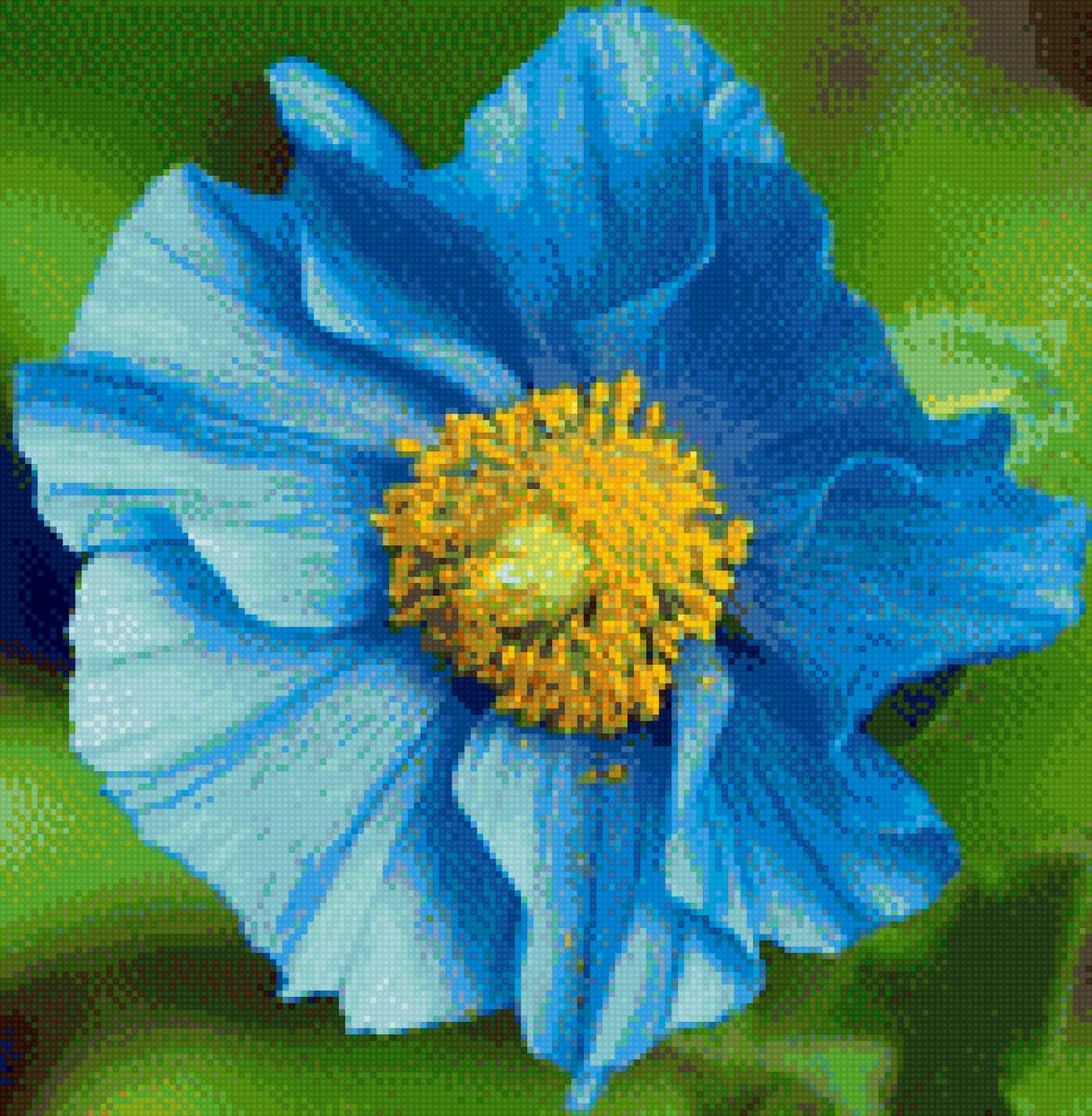 синій мак - маки - предпросмотр