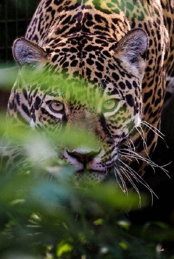 леопард - кошки, животные - оригинал