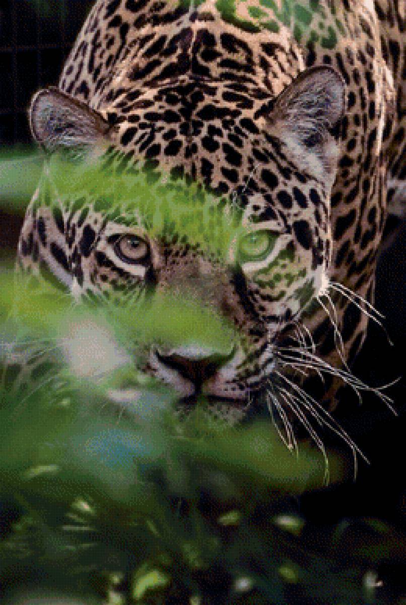 леопард - животные, кошки - предпросмотр