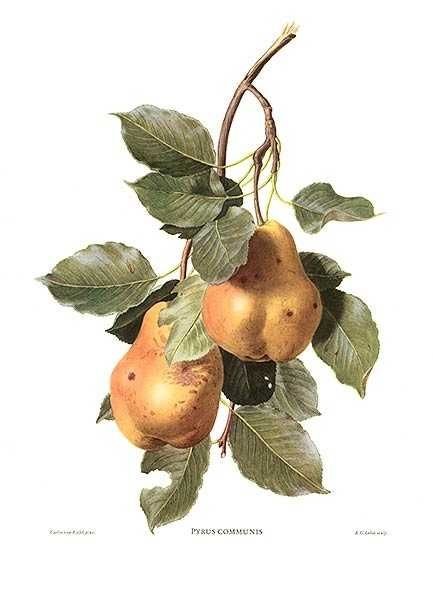 №1365256 - оригинал