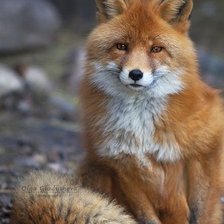 Схема вышивки «№1365472»