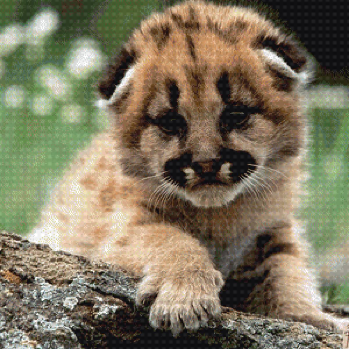 котёнок - животные.кошки.малыши. - предпросмотр