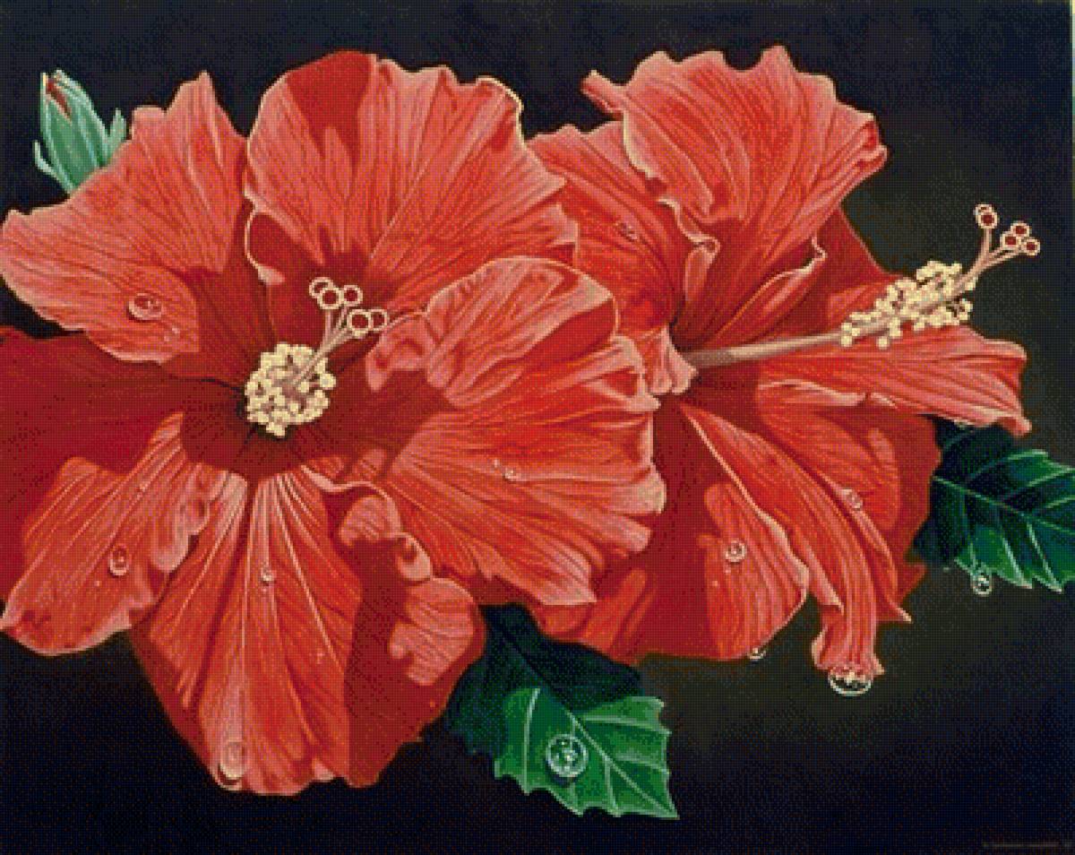 гибискус - предпросмотр