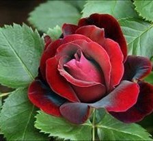 Схема вышивки «роза»