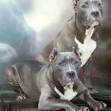 Схема вышивки «щшш»