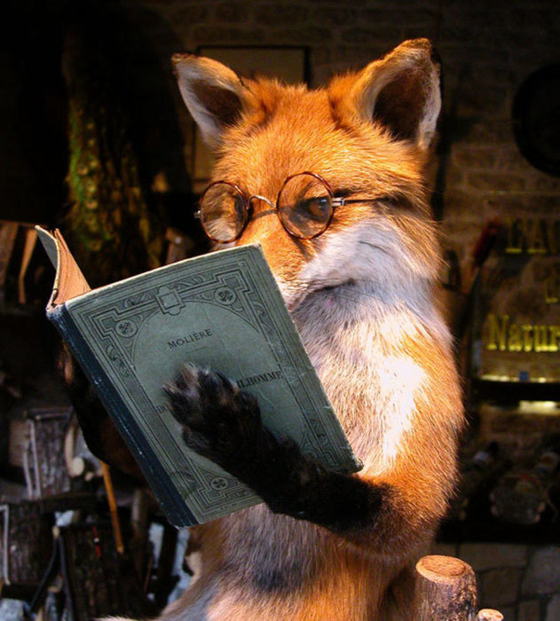 умная лиса - лиса, животные, книга - оригинал