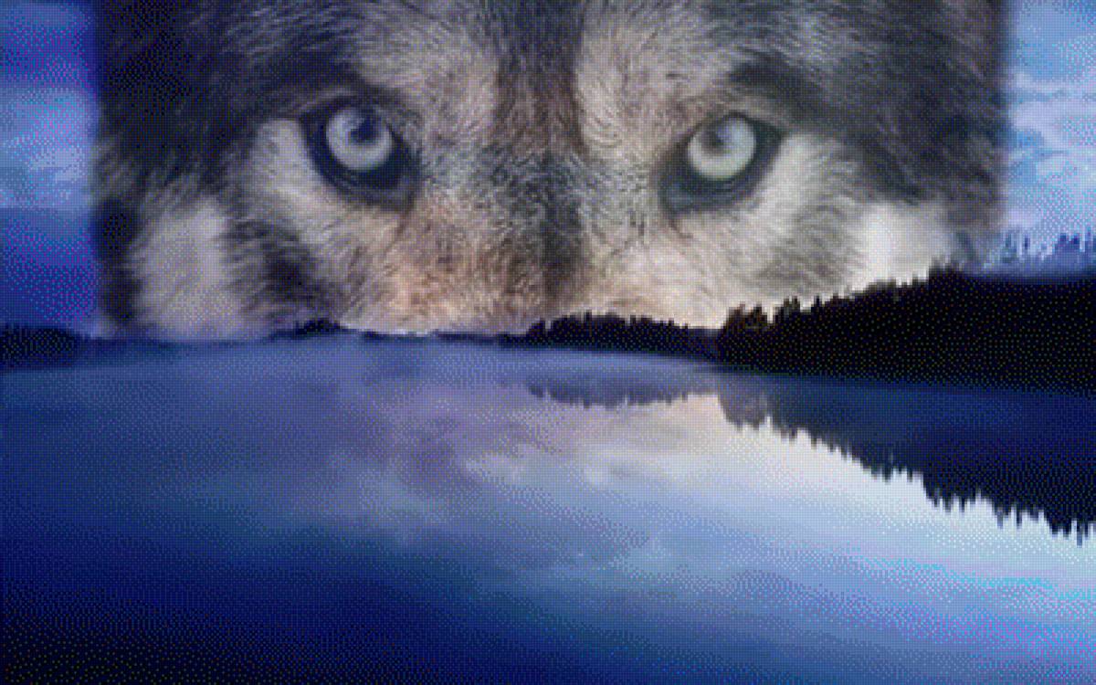 Взгляд хищника - волк, животные, хищники - предпросмотр