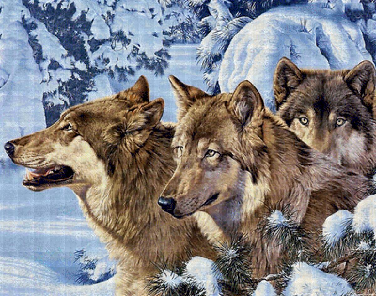 волки - предпросмотр