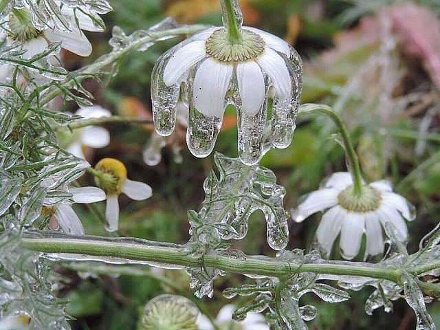 ошибка природы - оригинал