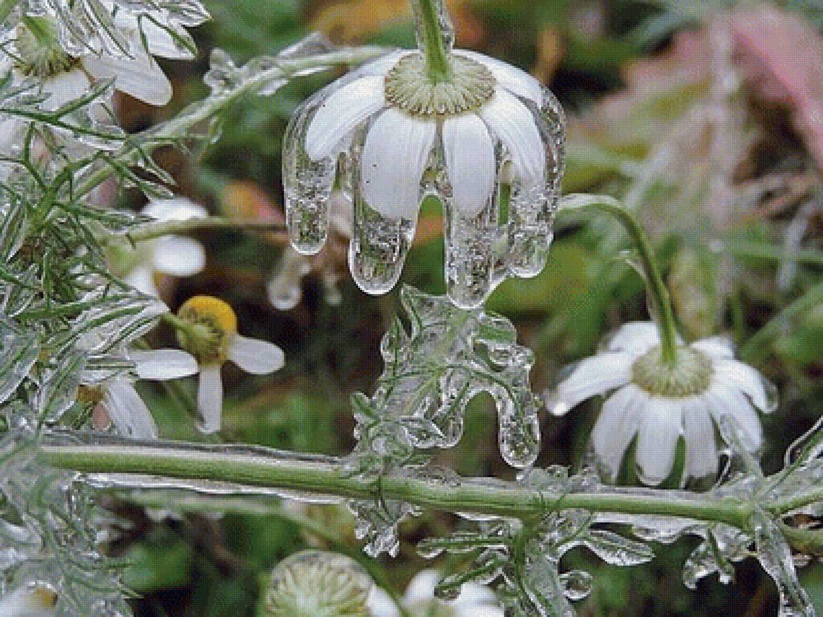 ошибка природы - предпросмотр