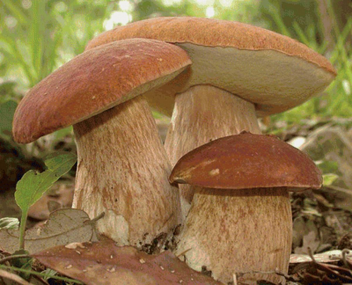 Грибы - природа, грибы - предпросмотр