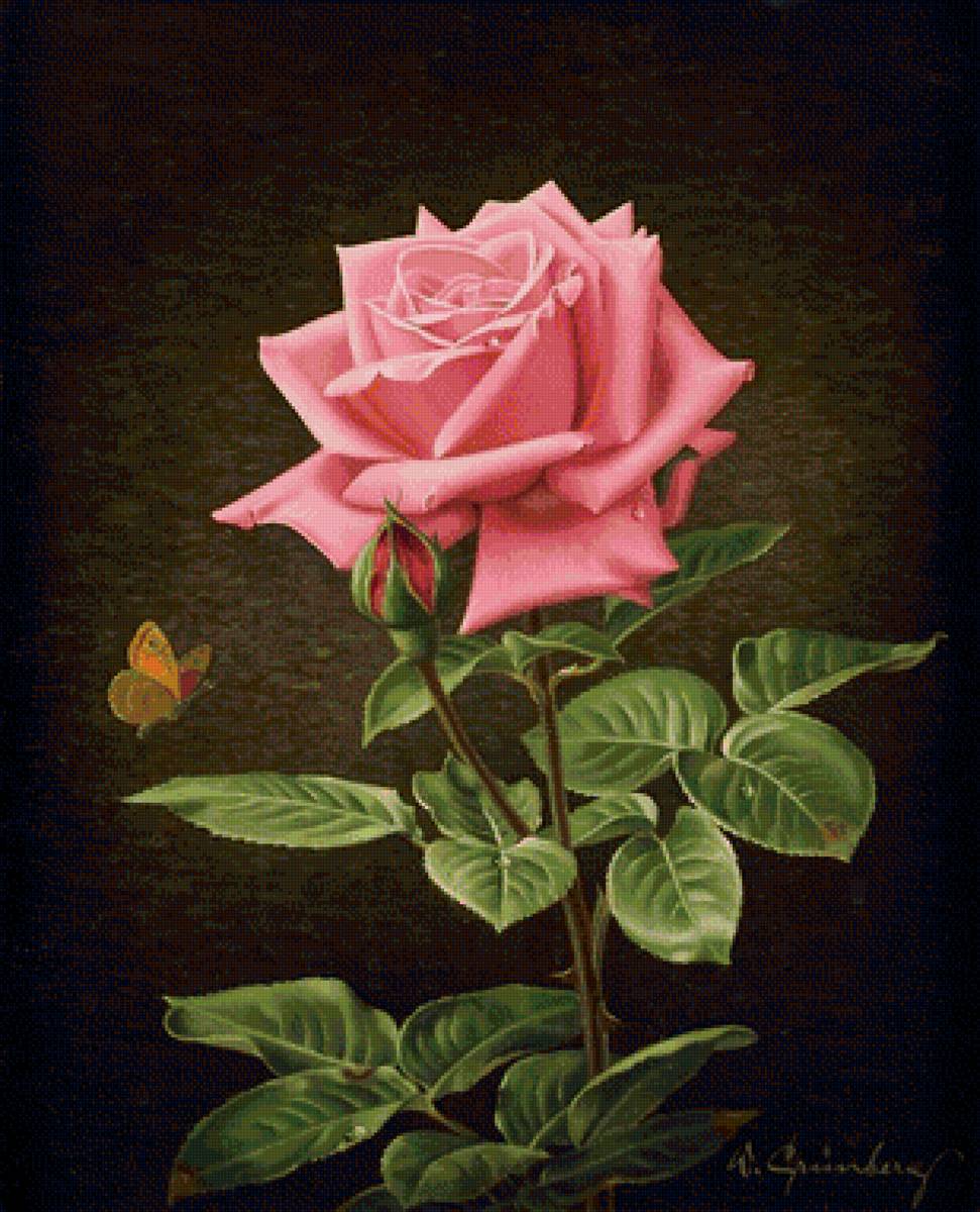 ruža - предпросмотр