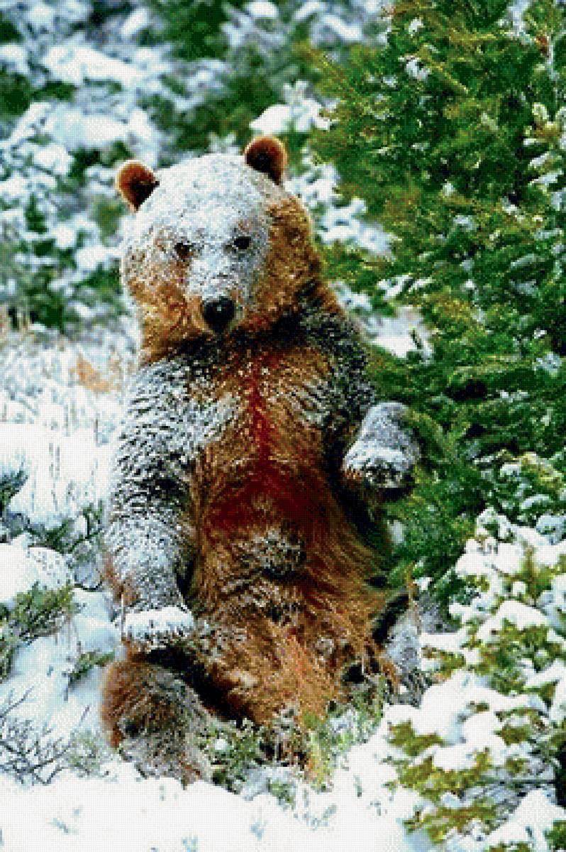 мишка - медведи, снег, лес, зима - предпросмотр