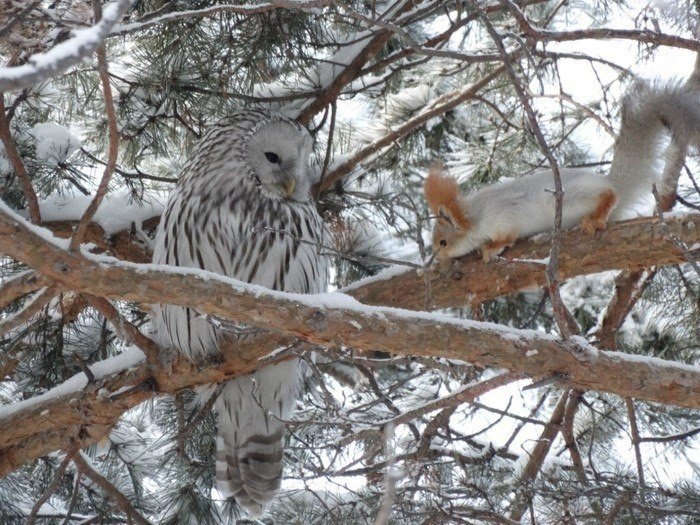 друзья - животные, лес, белка, птицы, сова - оригинал