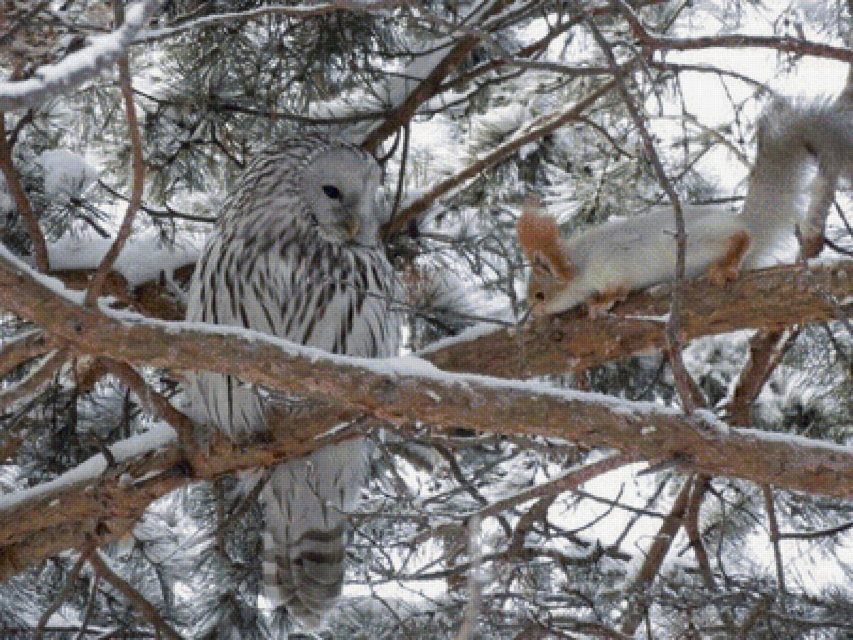 друзья - сова, белка, животные, птицы, лес - предпросмотр
