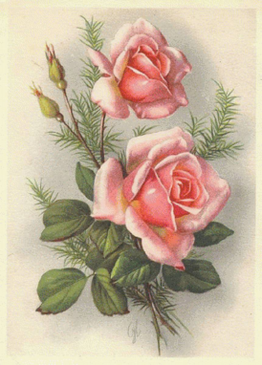 ruže - предпросмотр