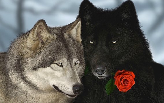 Пара волков - животные, волки - оригинал