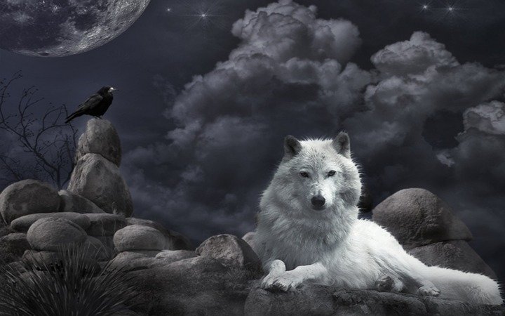 Ворон и волчица - волки, животные - оригинал