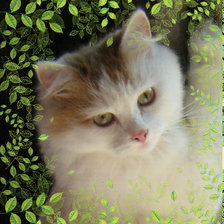 Кошечка в листве