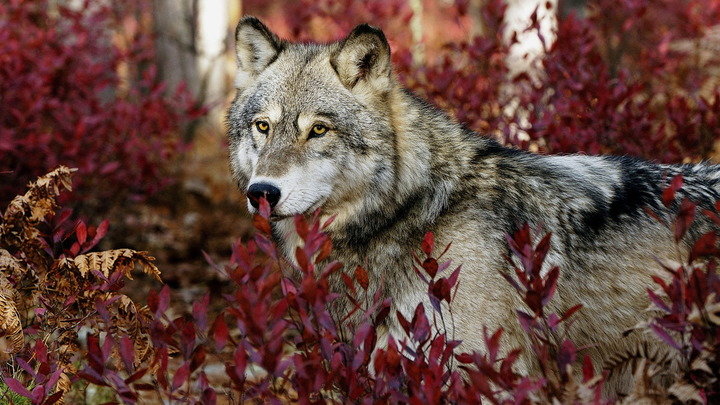 Осень - животные, волки - оригинал