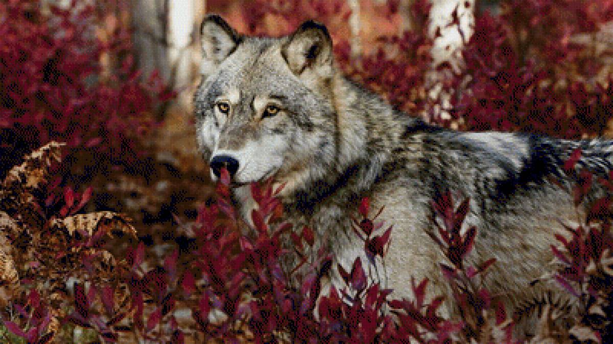 Осень - волки, животные - предпросмотр