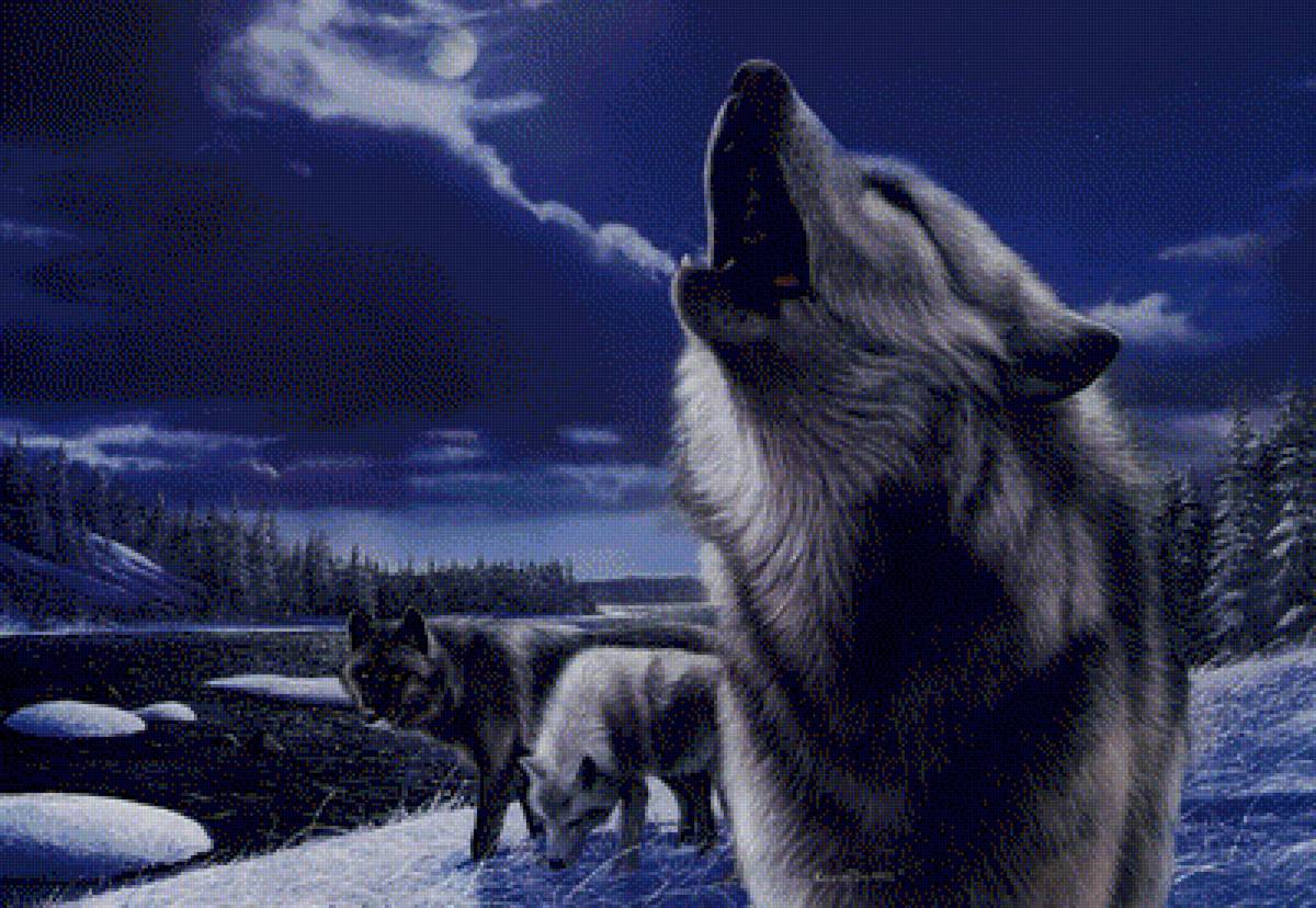 Ночь - животные, волки - предпросмотр