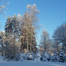 Зима. Комарово 2016