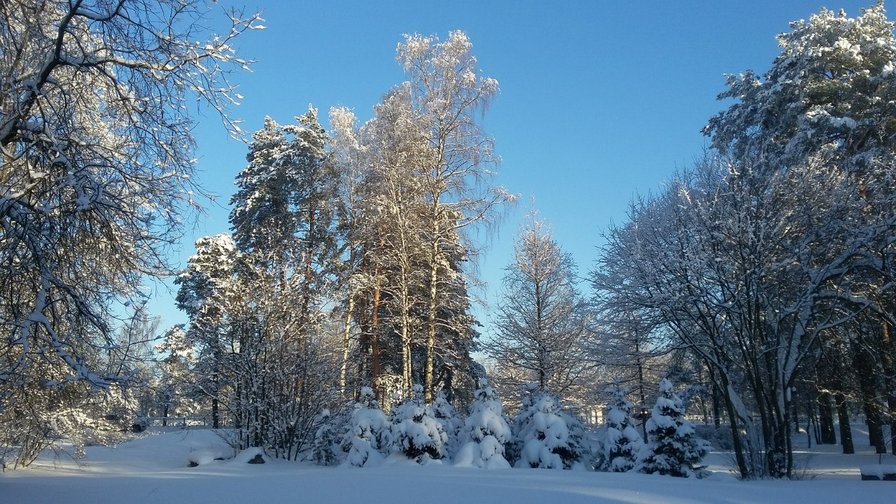 Зима. Комарово 2016 - зима, природа, снег - оригинал