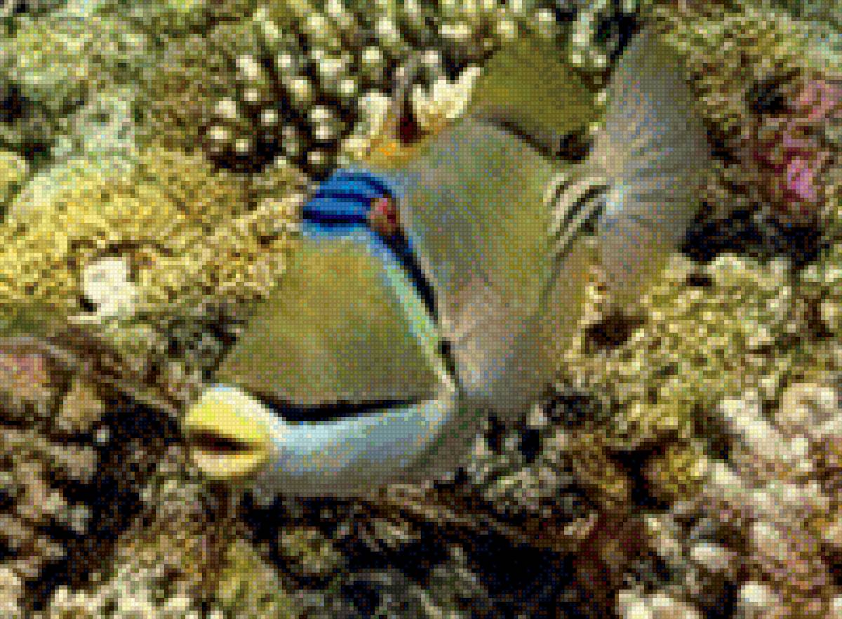 Подводный мир - подводный мир, рыбка - предпросмотр