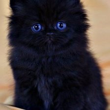 Оригинал схемы вышивки «черный котенок» (№1375117)