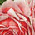 Предпросмотр схемы вышивки «Розы» (№1376159)