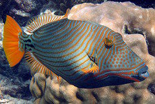 Подводный мир,рыбка - подводный мир, рыбка - оригинал