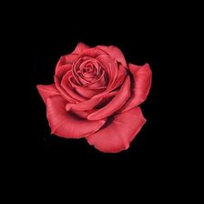 Схема вышивки «роза»