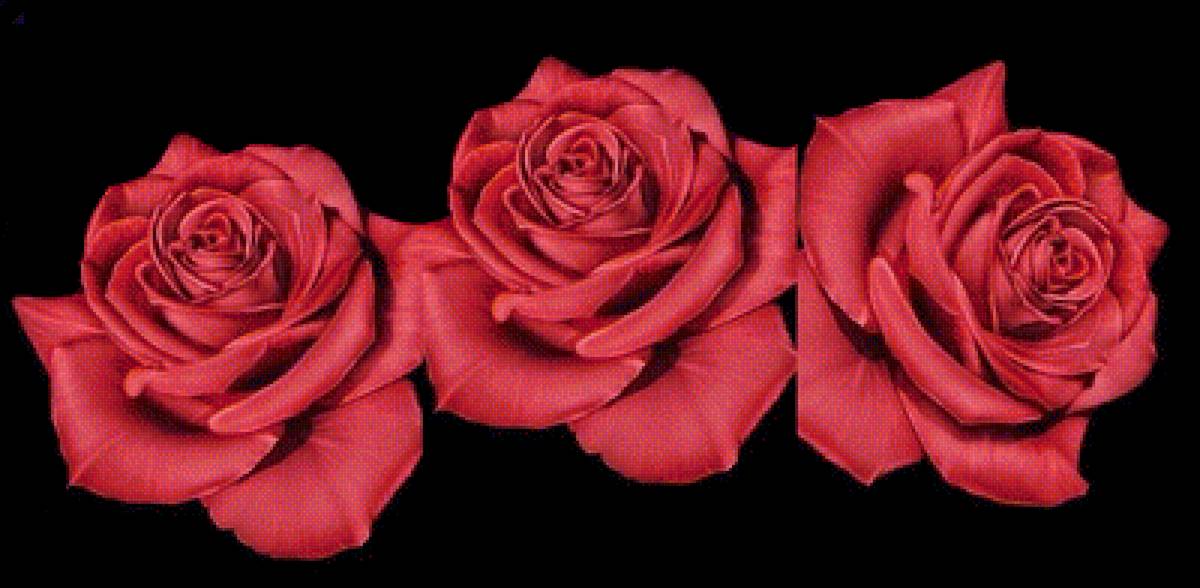 розы - предпросмотр