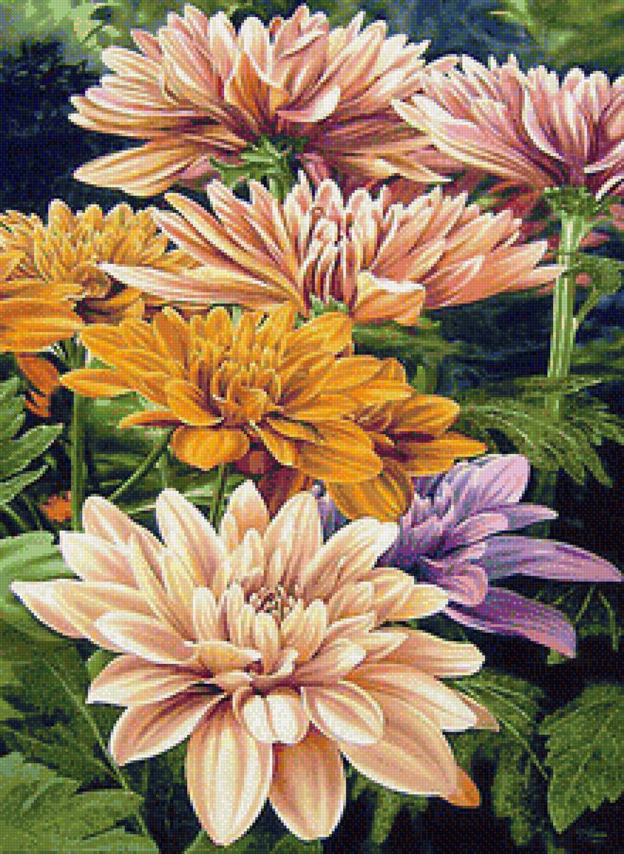 Желтые хризантемы - хризантемы, цветы - предпросмотр