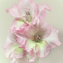 Схема вышивки «№1376739»