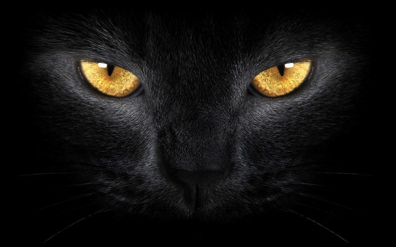 Черная кошка - оригинал