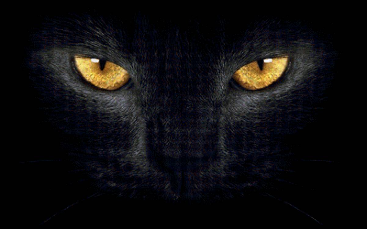 Черная кошка2 - предпросмотр