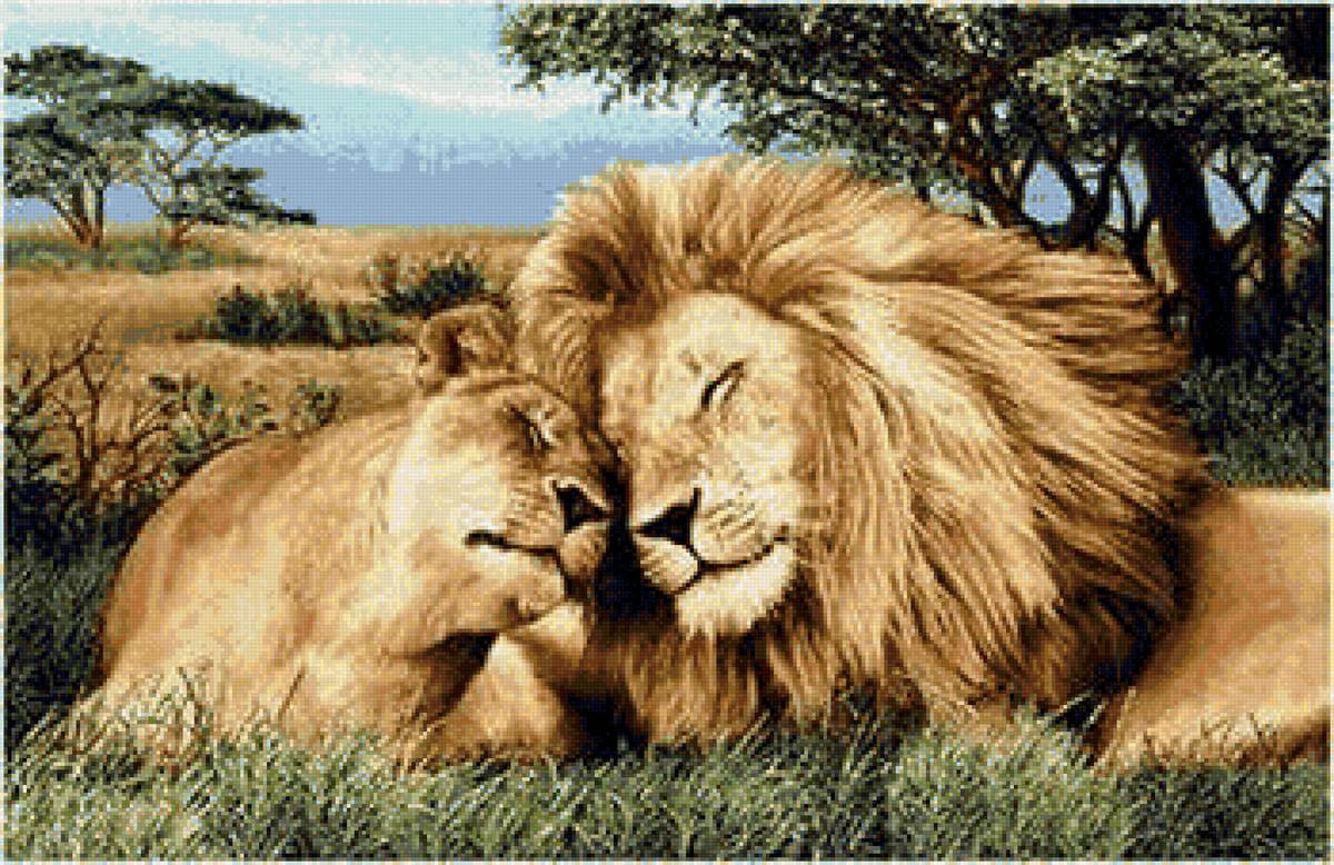Львы - львы, кошки, африка - предпросмотр
