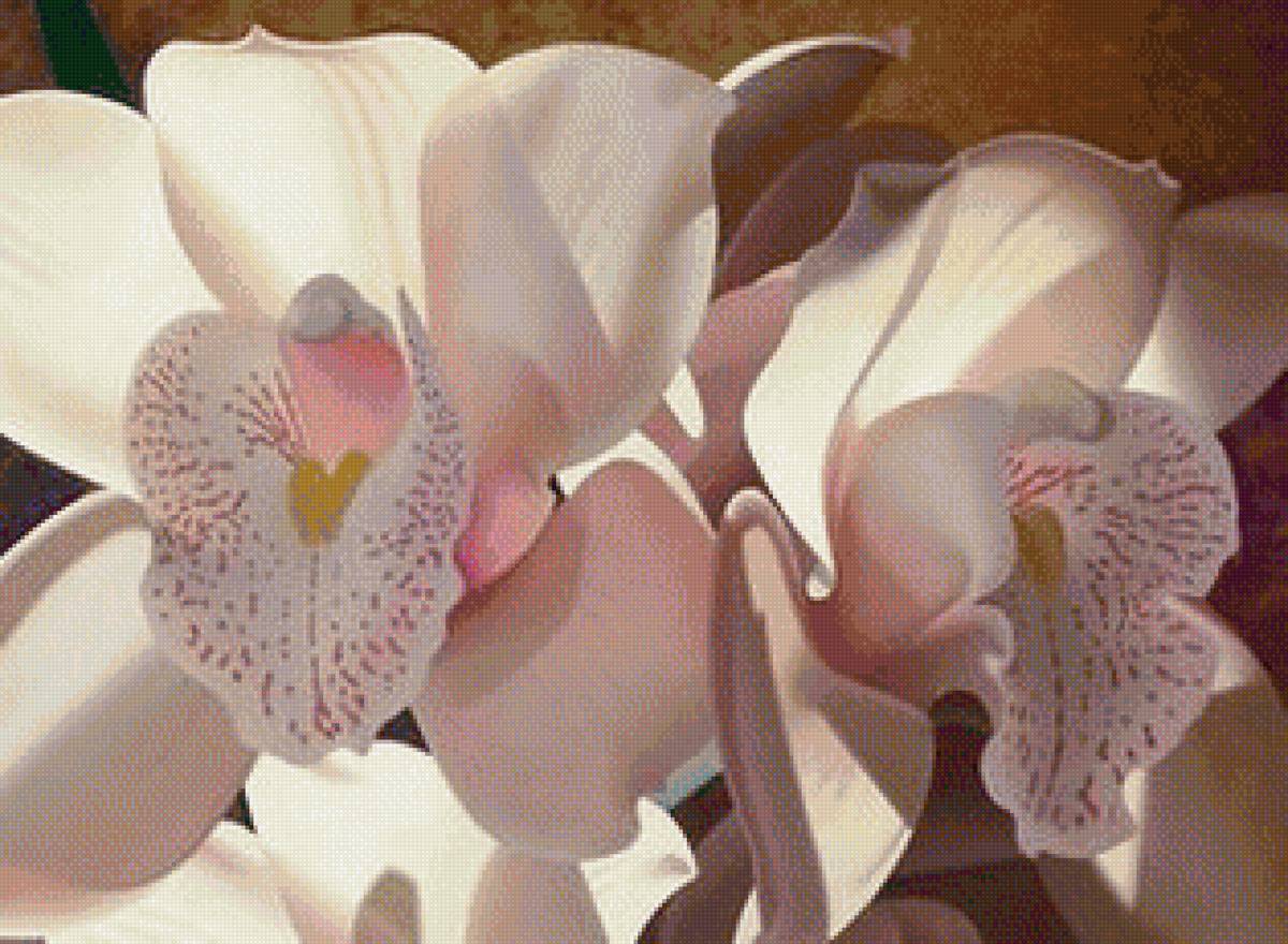 Орхидеи - орхидея, цветы - предпросмотр