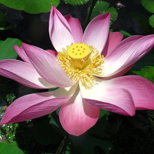 Схема вышивки «ЛОТОС»