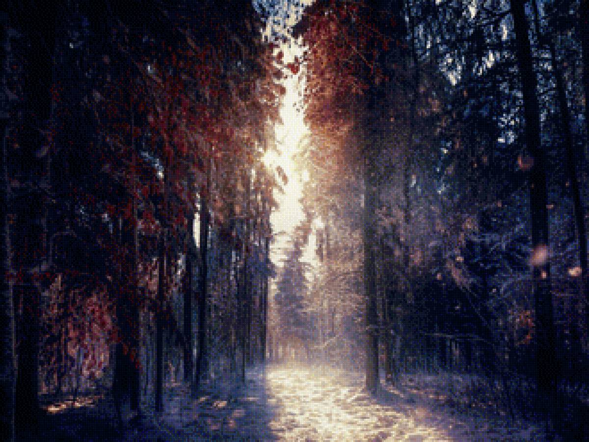 Зимний лес - лес, зима, солнце, деревья - предпросмотр