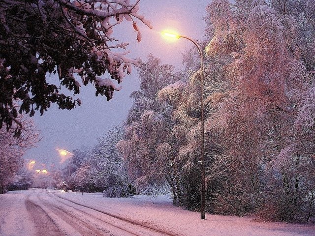 Зимние фонари - снег, деревья, зима, дорога, фонари - оригинал